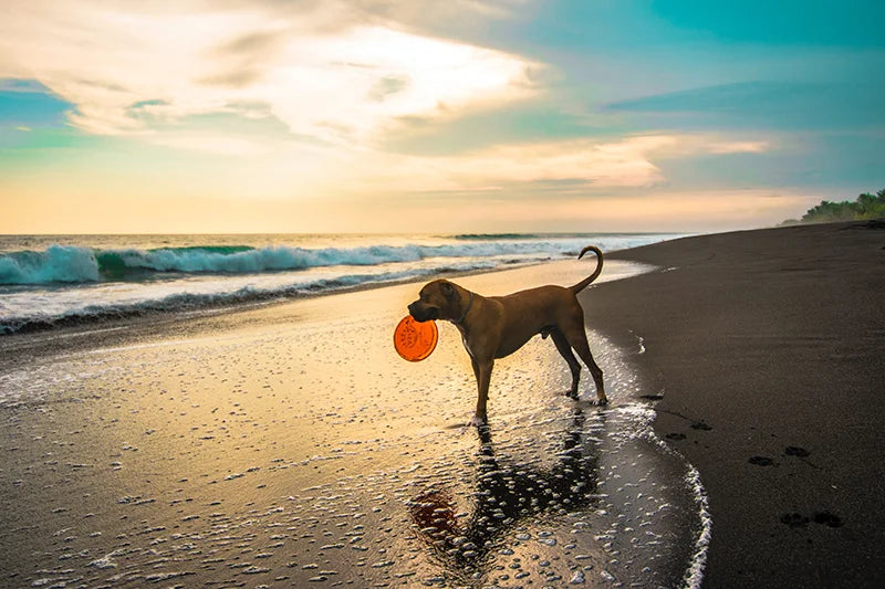 Is CBD Safe for Dogs?