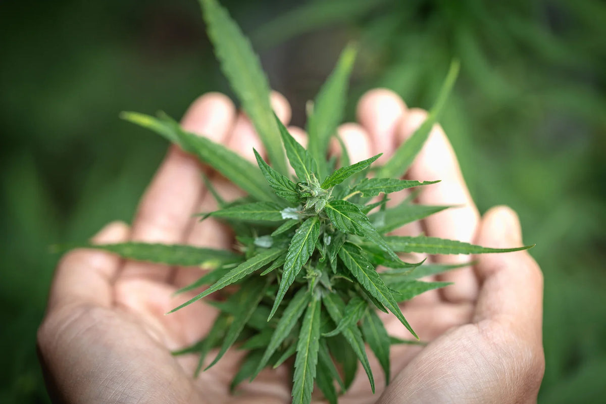 The Truth About Cannabis and Health