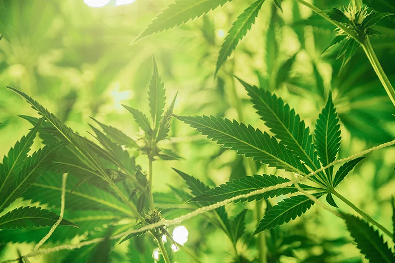 Decriminalization & Legalization: Moving forward