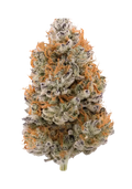 Trap Star (THCa: 31.24%)