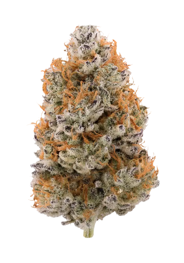 Trap Star (THCa: 31.24%)