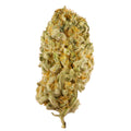 Jack Herer (THCa: 25.48%)