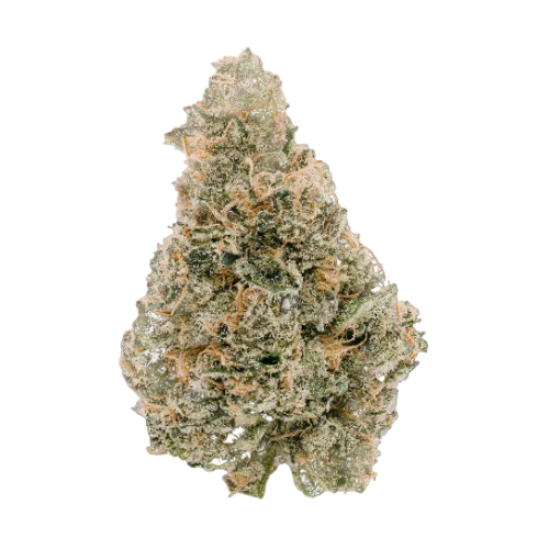Key Lime Jack (THCa: 23.92%)