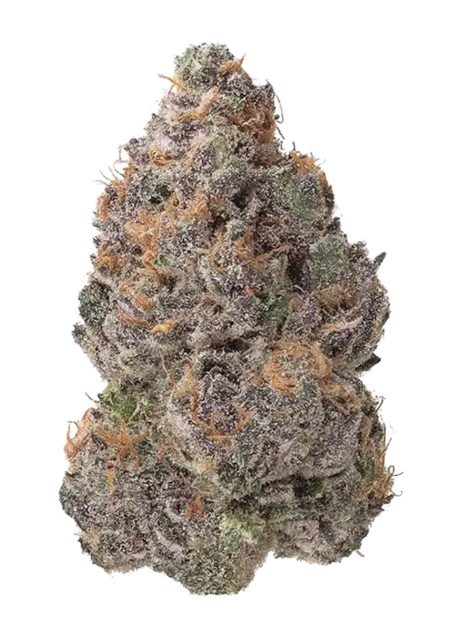 Purple Voodoo (THCa: 28.74%)